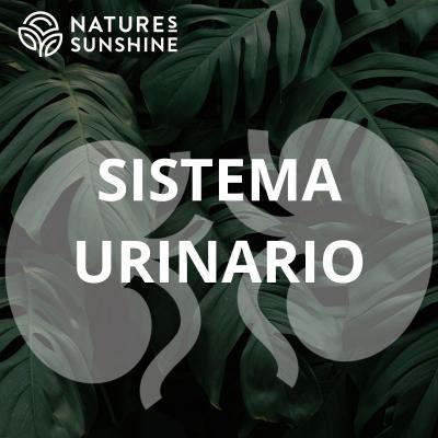 Sistema Urinario