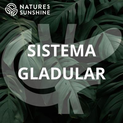 Sistema Glandular